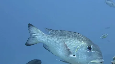 Humpnose big-eye bream monotaxis grandoculis swims above corals of Raja Ampat Stock Footage 80665383