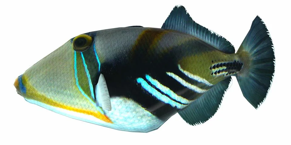 Humu Picasso Triggerfish Stock Illustration