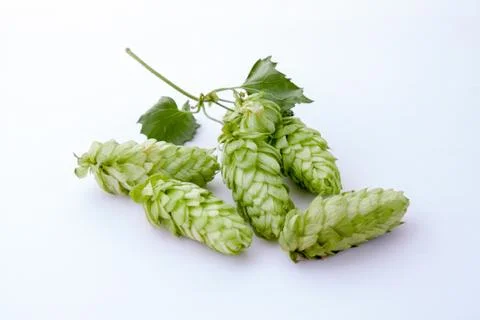 Humulus cones Stock Photos