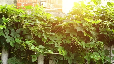 Humulus lupulus, common hop or hops, is flowering plant in hemp family Cannab Stock Footage 192451458