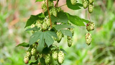 Humulus lupulus, common hop or hops, is flowering plant in hemp family Cannab 스톡 동영상 218314703