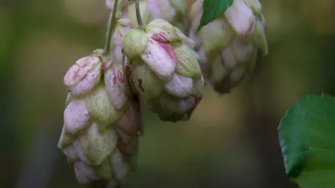 Humulus lupulus: Macro Texture of Mature Hop Cones, Detail of Scales Stock Footage 325730981
