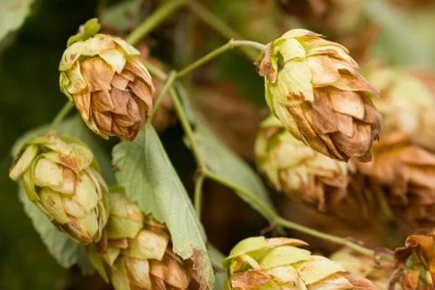 Humulus lupulus, or climbing is found in the wild in the temperate zone of bo Stock Photos
