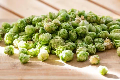 Humulus Lupulus Stock Photos