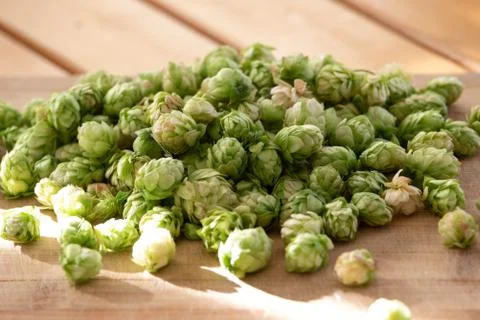 Humulus Lupulus Stock Photos