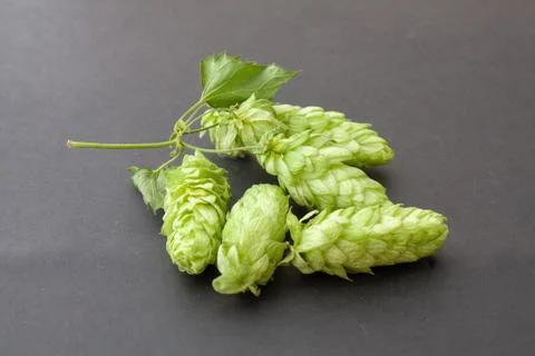 Humulus Stock Photos