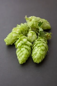 Humulus Stock Photos