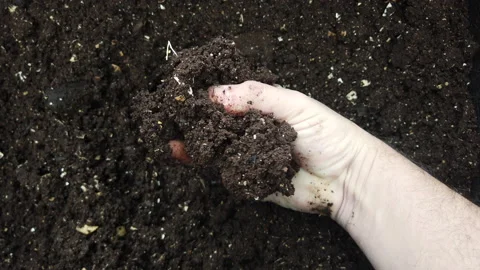 Humus, fertilized soil, compost soil. Man hands holding compost, organic soil Stock Footage 159142202