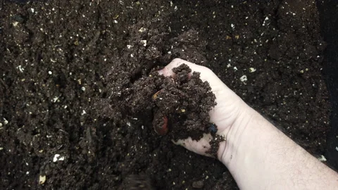 Humus, fertilized soil, compost soil. Man hands holding compost, organic soil Stock Footage
