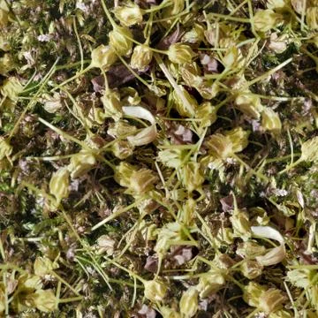 Humus foliage Seamless Tileable Texture 库存照片