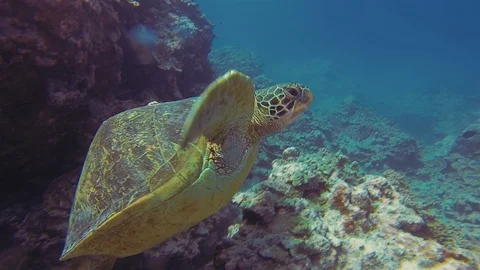 Hunchback Turtle, Green Turtle Or Sea Turtle Close Up With Unusual Humped Shell Stock Footage 113514141