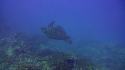 Hunchback Turtle Or Green Turtle Or Sea Turtle With Unusual Humped Shell In Blue Stock Footage 113512818