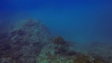 Hunchback Turtle Or Sea Turtle Or Green Turtle Swimming With Rare Humped Shell Stock Footage 113535678