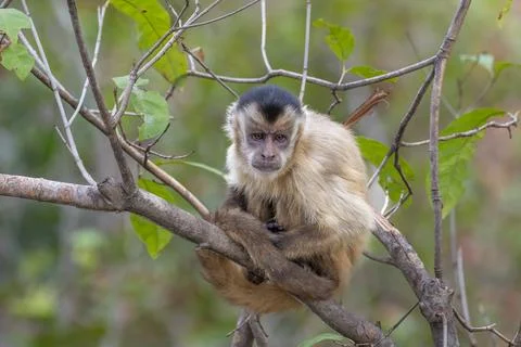 Hunched Capuchin Monkey Stock Photos