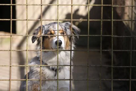 Hund in einem Zwinger Foto stock