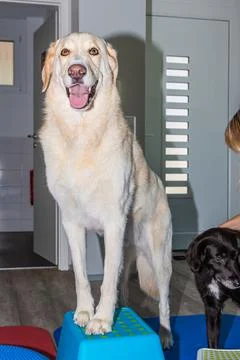 Hund in einer Physio Praxis Stock Photos