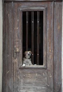 Hund in einer Tür Hund, Tür, haustier, kreta, griechenland, tier, eingang,. Stock Photos