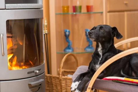 Hund liegt auf Sessel und wärmt sich vor Ofen schwarzer Hund liegt auf Ses.. Stock Photos