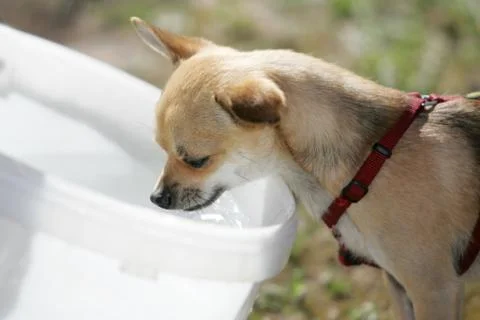 Hund Stock Photos