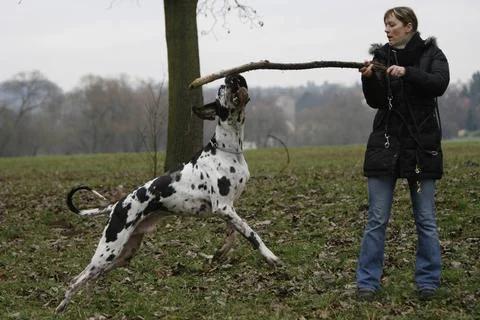  Hunde Spiel Deutscher Doggen Rüde und sein Frauchen beim spielen mit dem .. Stock Photos