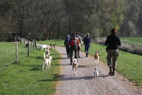 Hundewanderung Stock Photos