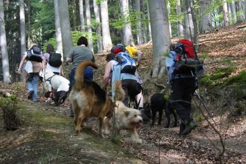 Hundewanderung Stock Photos