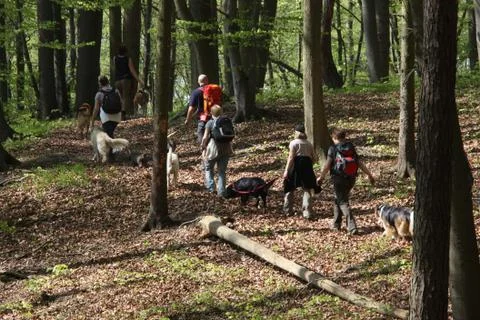 Hundewanderung Stock Photos