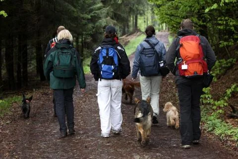 Hundewanderung Stock Photos