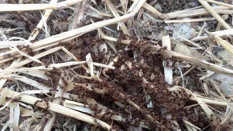 A Hundred Of Small Red Ants Swarming In Dry Grass – Crimea , Russia Close up Stock Footage 83279701