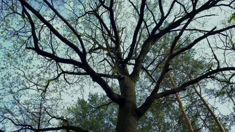 A hundred-year-old oak tree with spreading branches stands in the forest. 動画素材 259159737