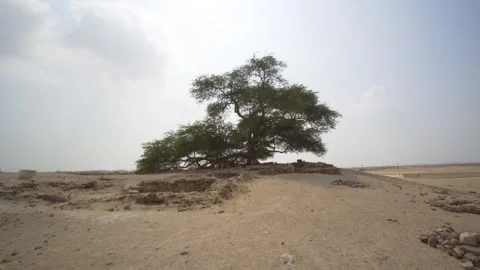 Hundred-year-old tree in full sun in the Bahrain desert Stock Footage 244949980