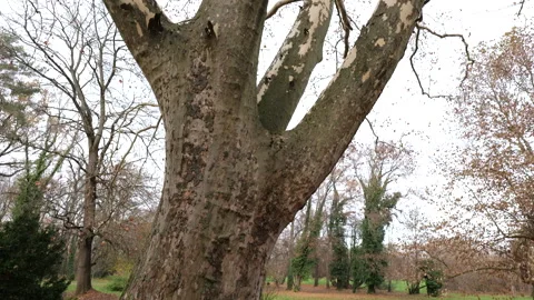 Hundred years leafless old skin tree and trunk spinning Stock Footage 296799070