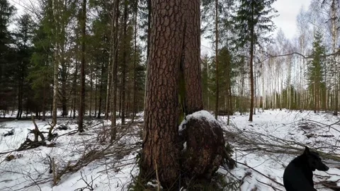Hundred years old pine (Pinus sylvestris) with huge burl and black dog in 4K Stock Footage 233021634