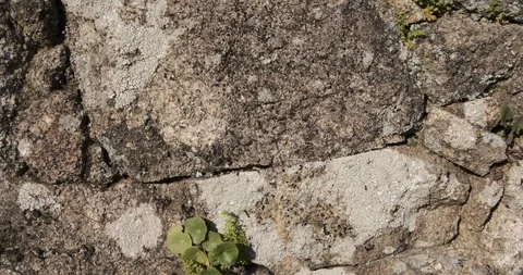 Hundreds of ants crawling along a rough old stone wall, ants nest in crevice Stock Footage 127125052
