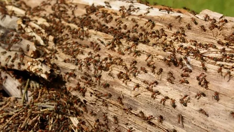 Hundreds of ants running around their colony in an old doty log nest closeup 库存影片 89536282