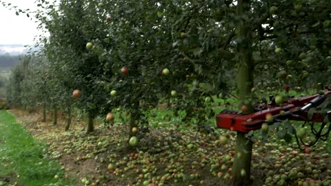 Hundreds of apples fall Vídeo Stock 141287085