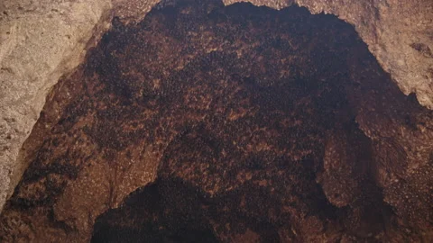 Hundreds of bats hanging in a cave Stock Footage 164463391