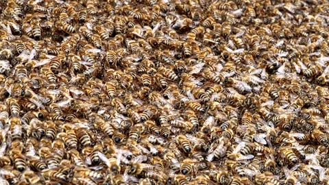 Hundreds of Bees in a Colony – 4K Close-Up Stock-Footage 320163001