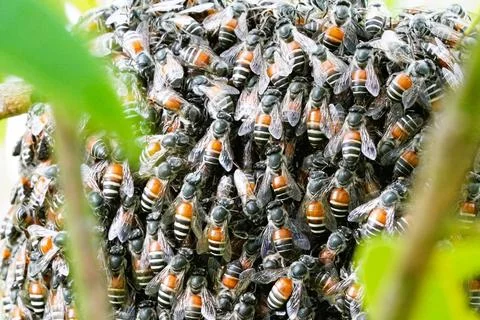 Hundreds of bees gathered in the hive. Stock Photos