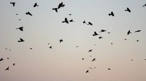 Hundreds of Birds at Dusk Loop 動画素材 5671664