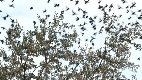 Hundreds Of Birds Flee From Tree Stock Footage