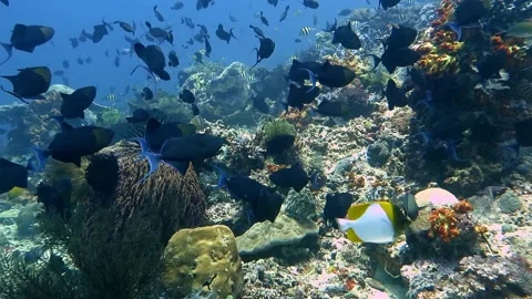 Hundreds of blue trigger fish feeding and grazing on a coral reef Stock Footage 153651108