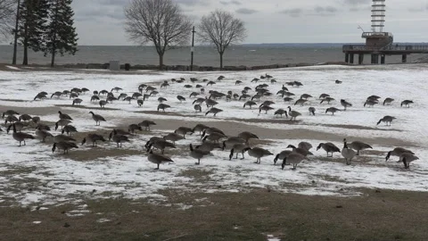 Hundreds of Canada geese in snow not migrating in winter due to climate change Stock Footage 147628598