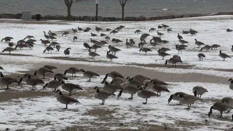 Hundreds of Canada geese in snow not migrating in winter due to climate change Stockbeeldmateriaal 147629155