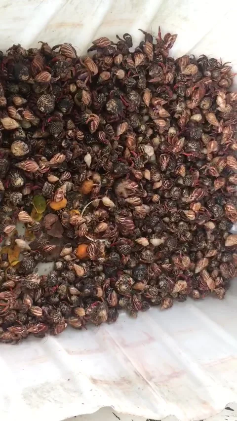 Hundreds of Caribbean Hermit Crabs in container Stock Footage 205529094