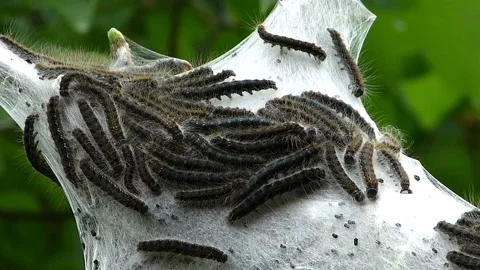 Hundreds of caterpillars in a nest attached to the branches of a tree. Stock Footage 236712032