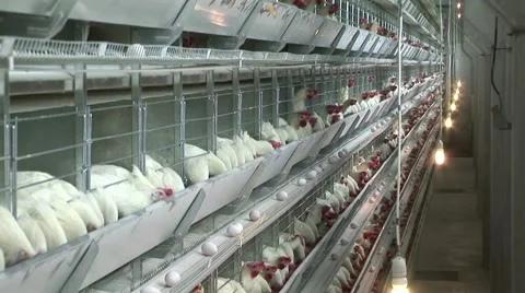 Hundreds of chicken in cages, crane move Stock Footage 48459233