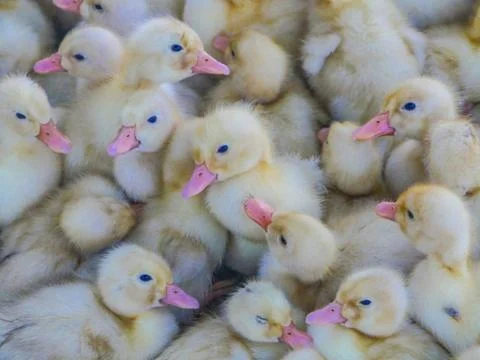 Hundreds of chickens Stock Photos