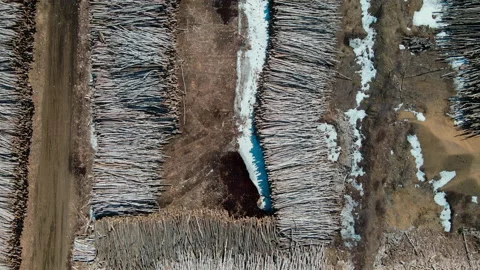 Hundreds of dead trees lay in massive stacks in a mill yard ready to be Stockbeeldmateriaal 233316832