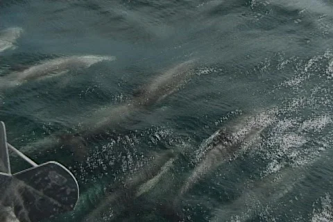 Hundreds of Dolphins Stockbeeldmateriaal 124530